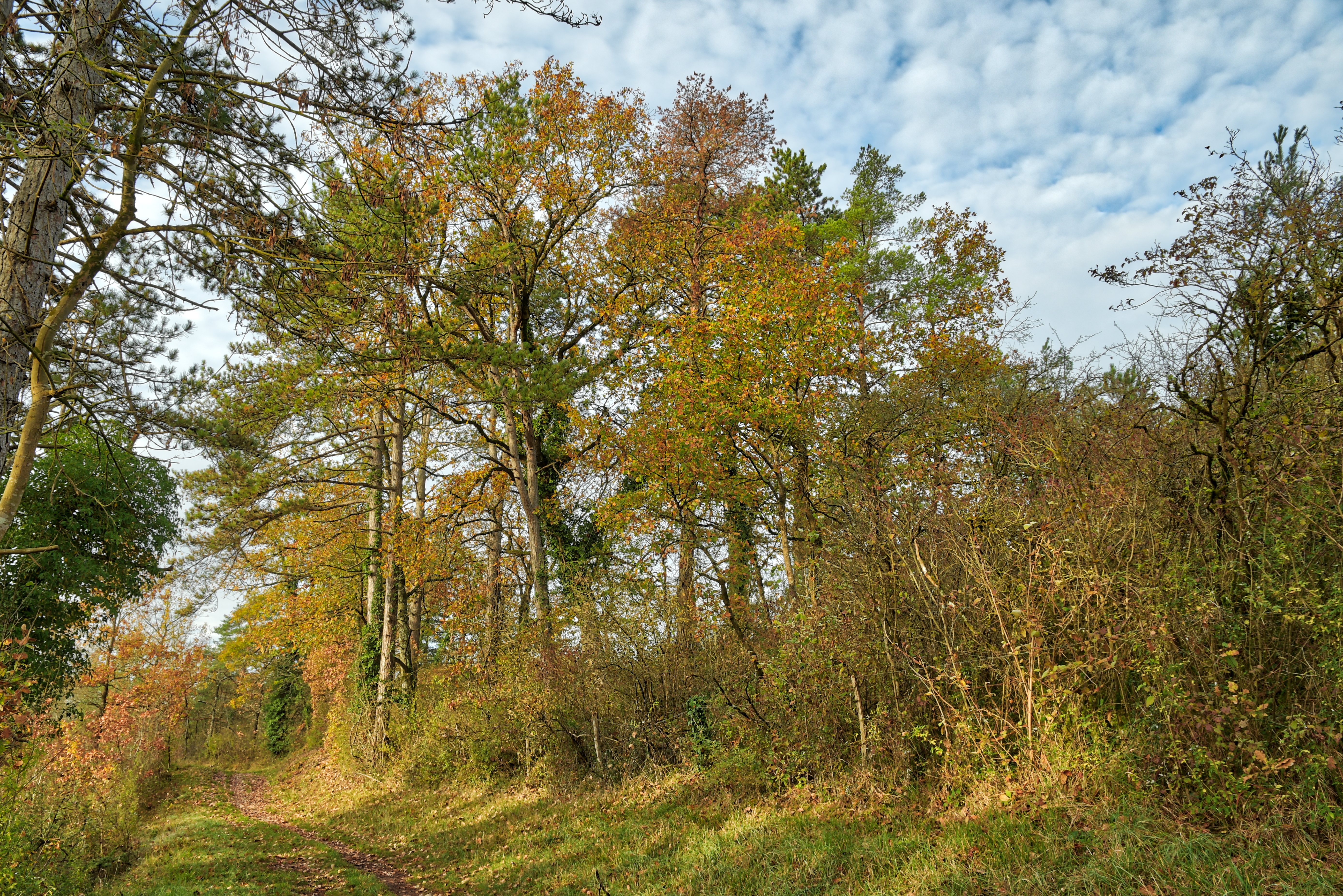 Vue du chemin de randonnée dont l'abord est menacé par l'implantation du parc photovoltaïque par la société Soleil du Midi.