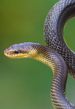 couleuvre d'esculape