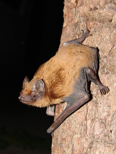 noctule commune