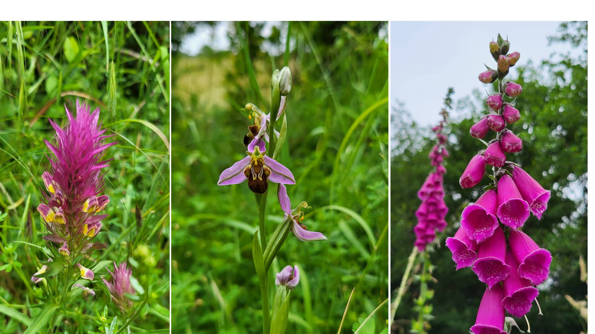 Randonnée découverte Faune / Flore